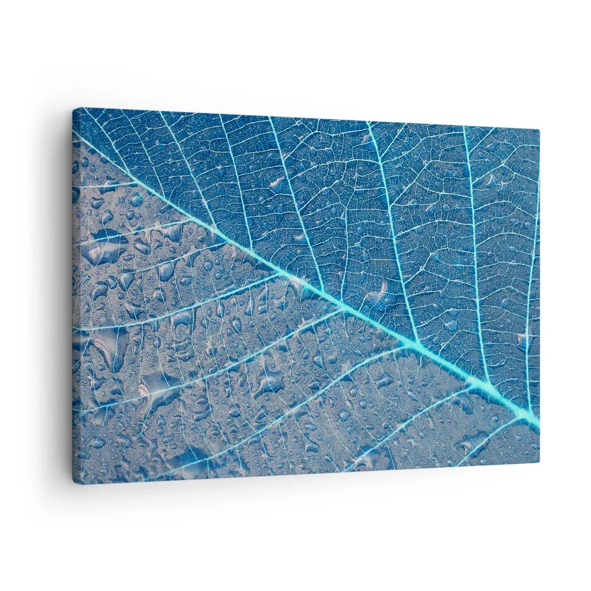 Impression sur toile - Image sur toile - Une feuille dans des tons bleus avec des gouttes d'eau - 70x50cm - La vie en bleu - Décoration murale moderne pour le salon et la chambre ARTTOR
