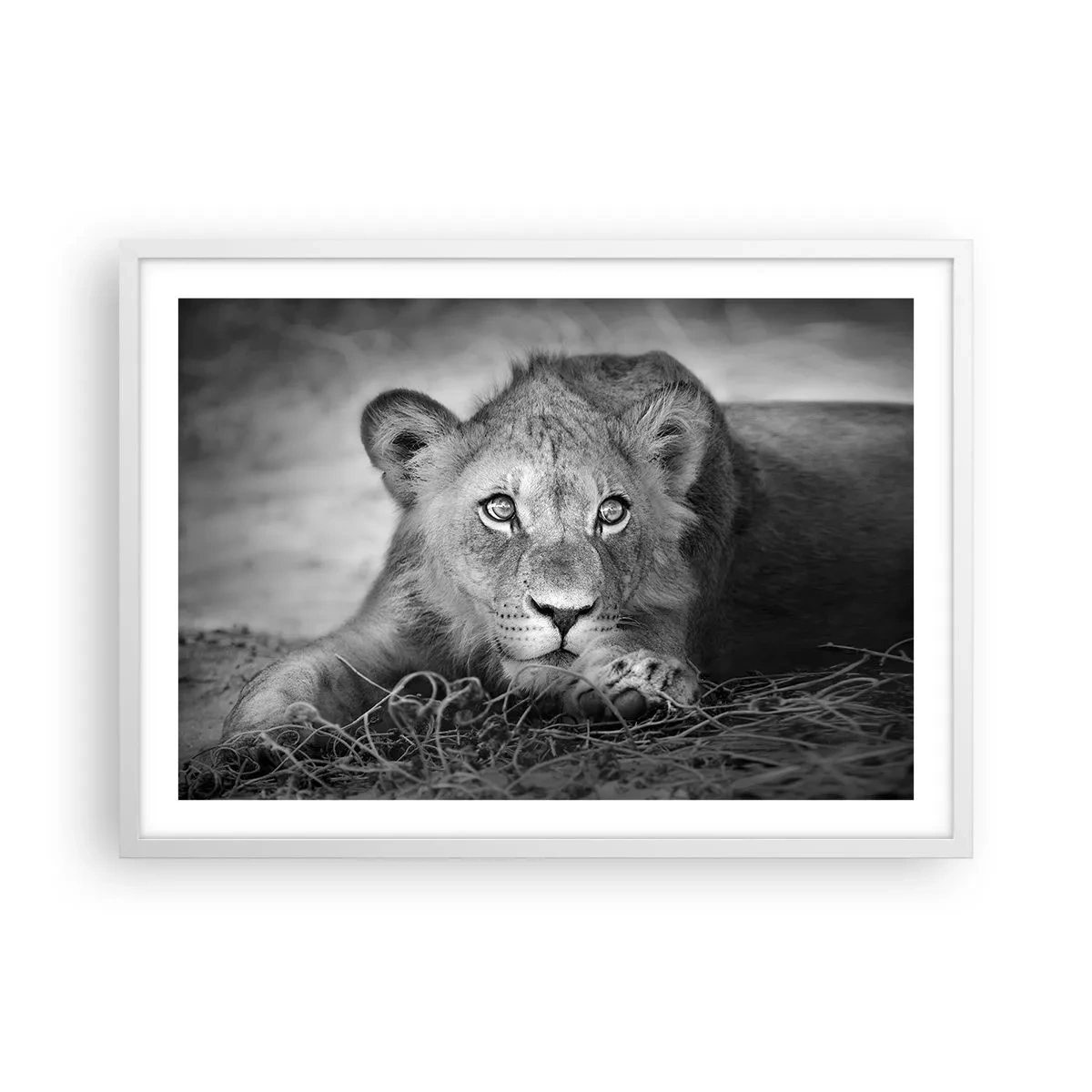 Affiche dans un cadre blanc - Poster - Chiot royal - 70x50 cm