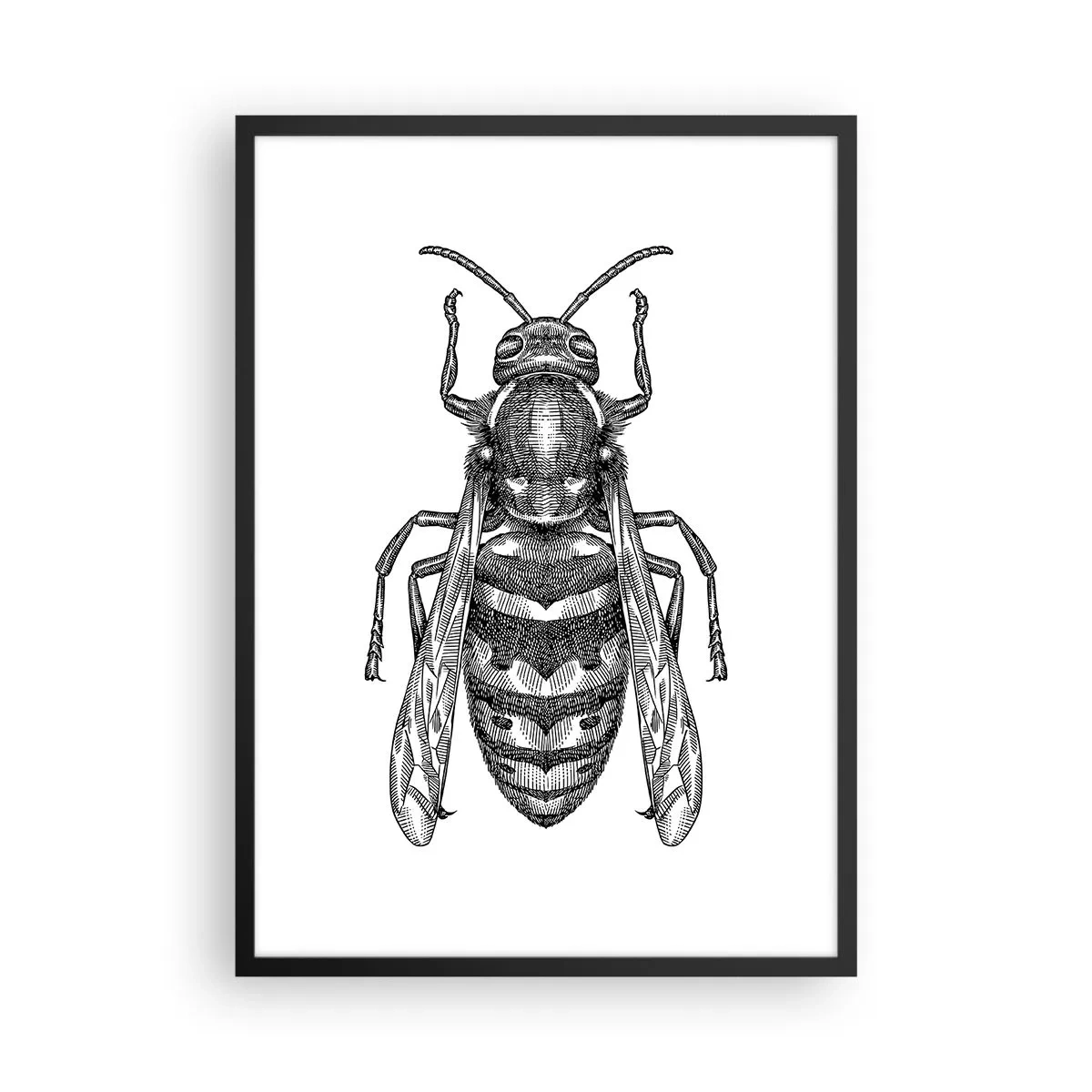 Affiche dans un cadre noir - Poster - Illustration détaillée d'une guêpe - 50x70cm - D'une planète d'insectes - Décoration murale moderne pour le salon et la chambre ARTTOR
