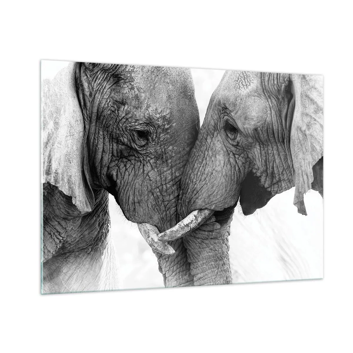Impression sur verre - Image sur verre - Deux éléphants se touchant le front en noir et blanc - 100x70cm - Confession sincère - Décoration murale moderne pour le salon et la chambre ARTTOR