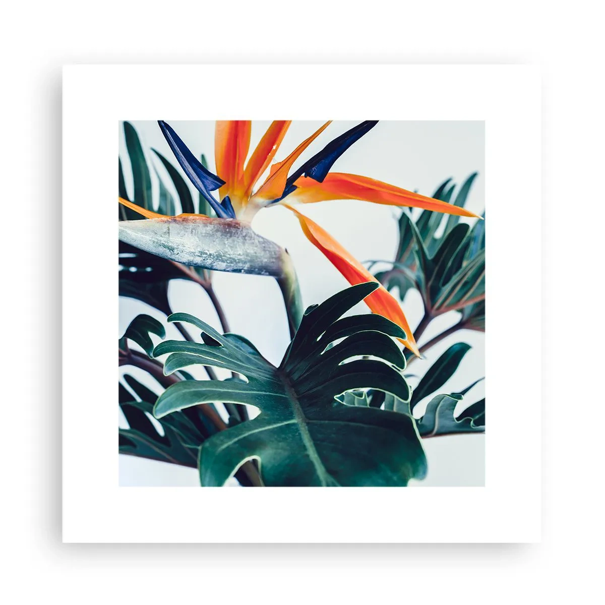 Affiche - Poster - Le buisson oiseaux - 30x30 cm