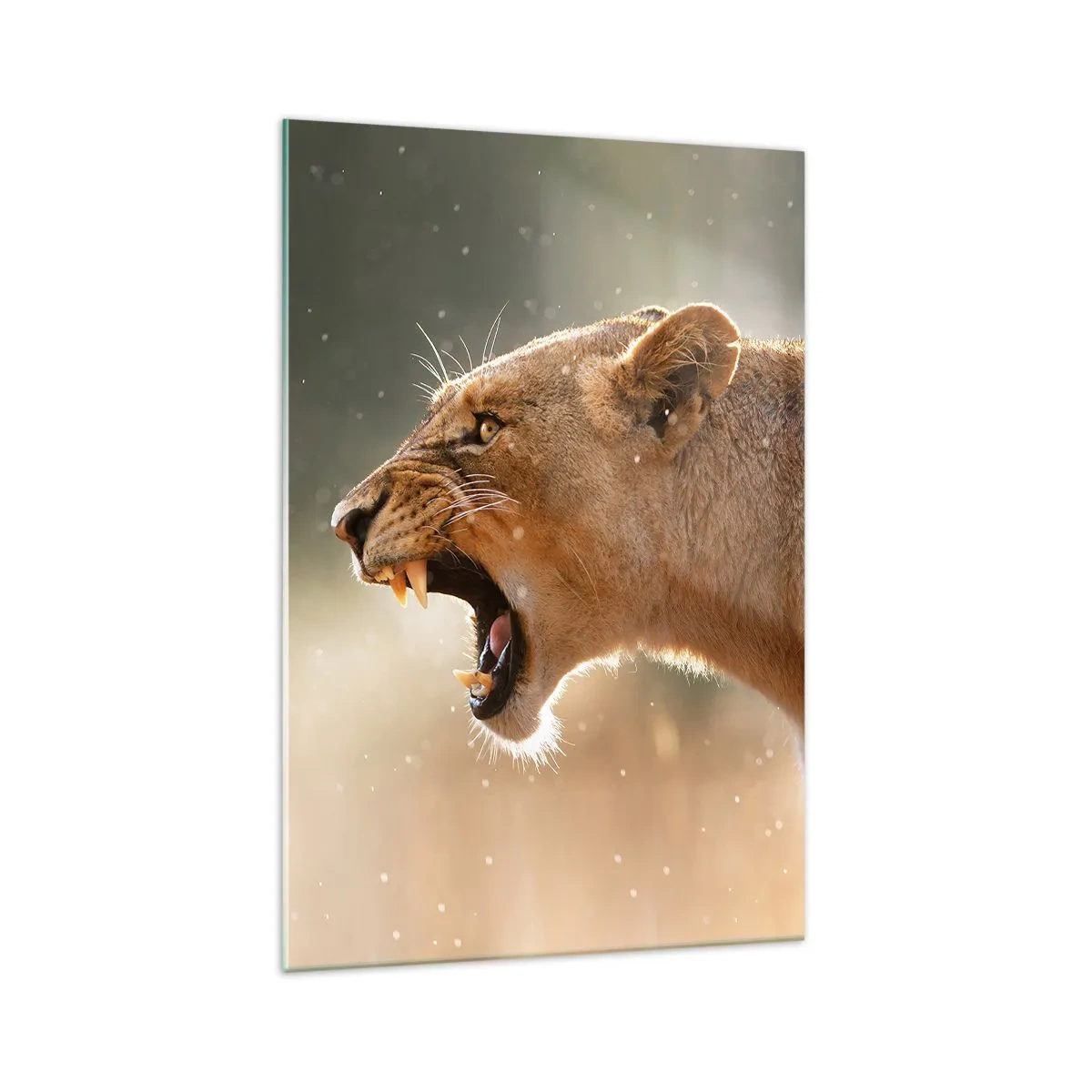 Impression sur verre - Image sur verre - Portrait d'une lionne rugissante à la lumière naturelle - 70x100cm - Essayez de ne pas écouter - Décoration murale moderne pour le salon et la chambre ARTTOR