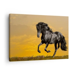 Impression sur toile - Image sur toile - Un cheval noir galope sur fond de coucher de soleil doré. - 70x50cm - Beau, libre et sauvage - Décoration murale moderne pour le salon et la chambre ARTTOR