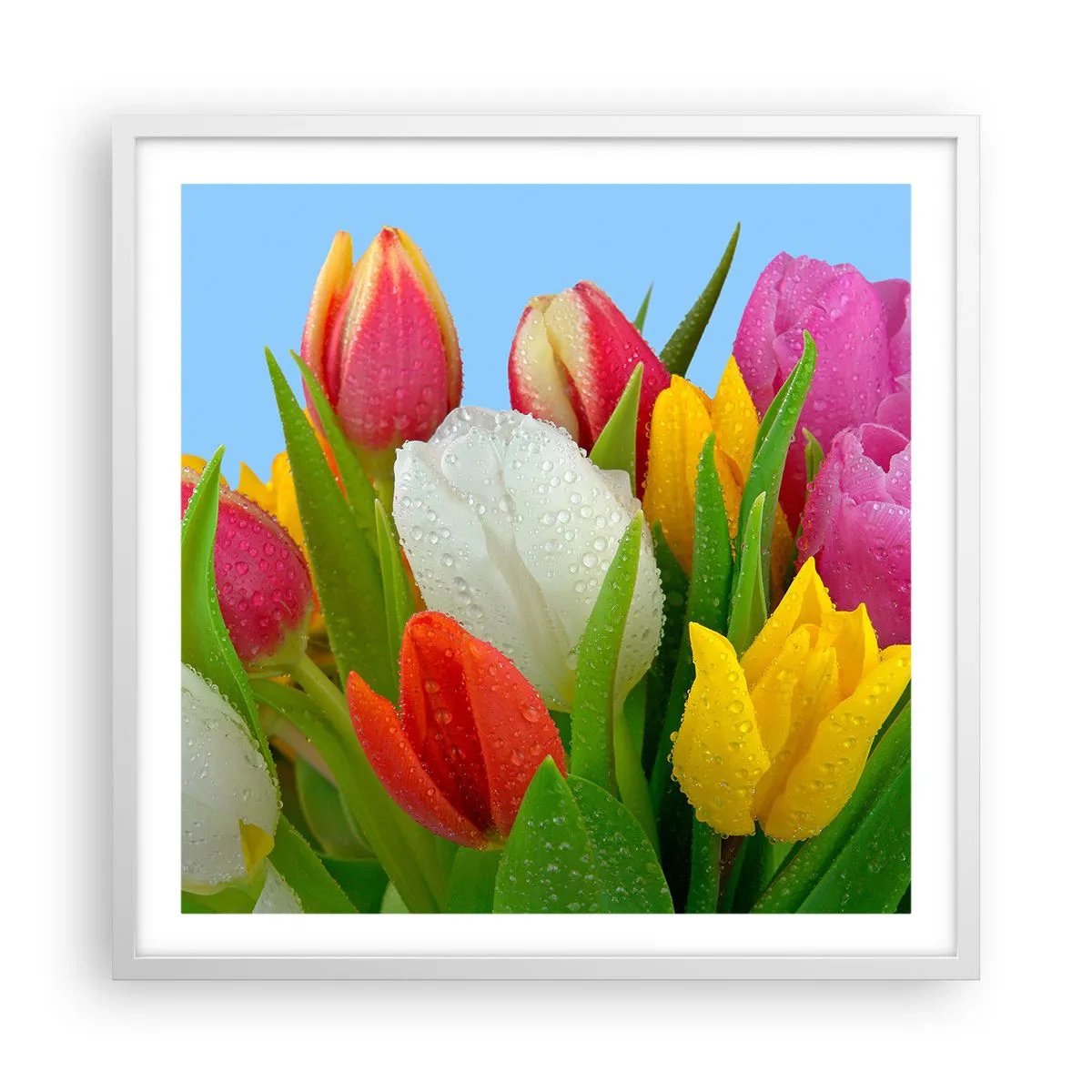 Affiche dans un cadre blanc - Poster - Un arc-en-ciel fleuri en gouttes de rosée - 60x60 cm