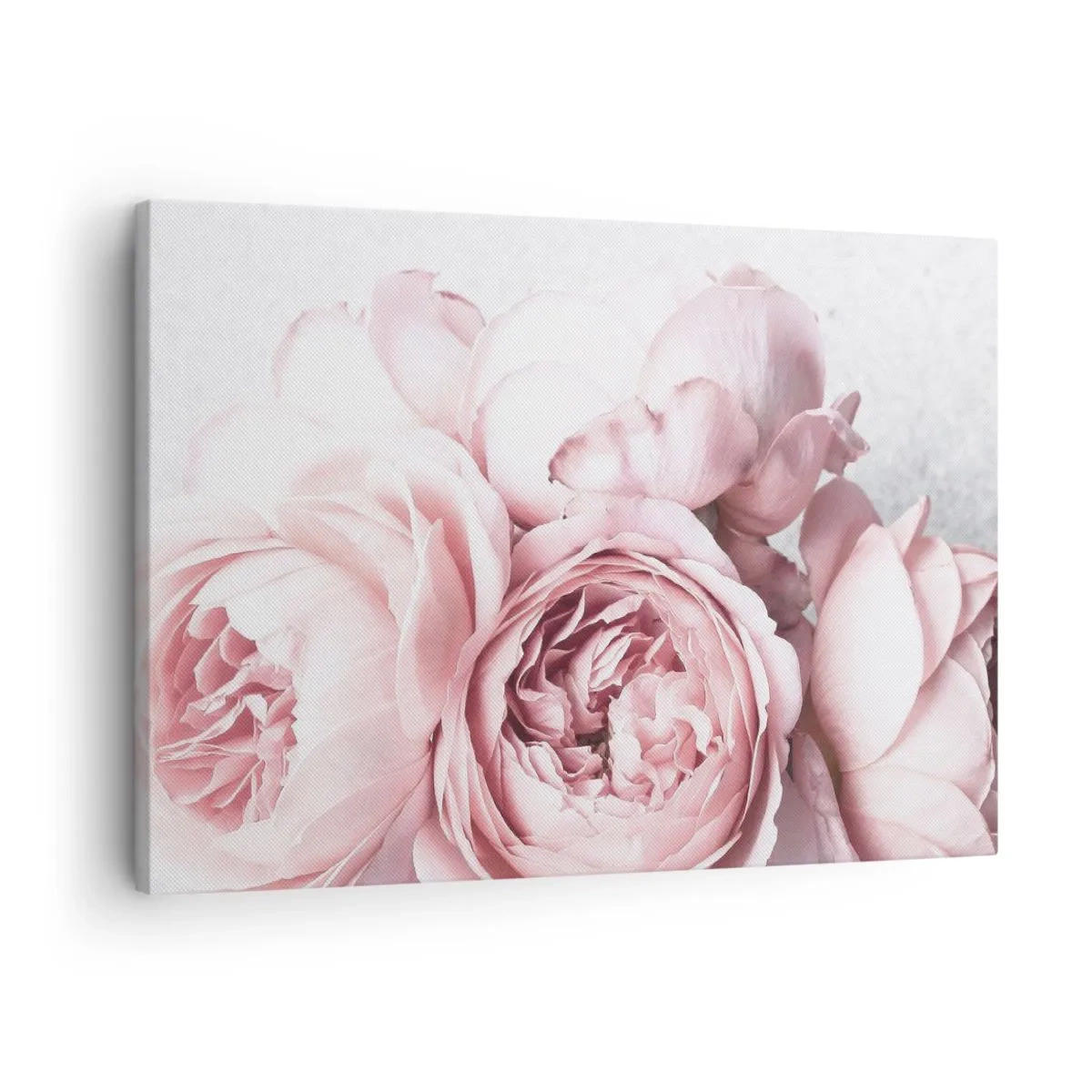 Impression sur toile - Image sur toile - Pivoines roses dans une lumière douce sur un fond clair - 70x50cm - Pour les romantiques - Décoration murale moderne pour le salon et la chambre ARTTOR