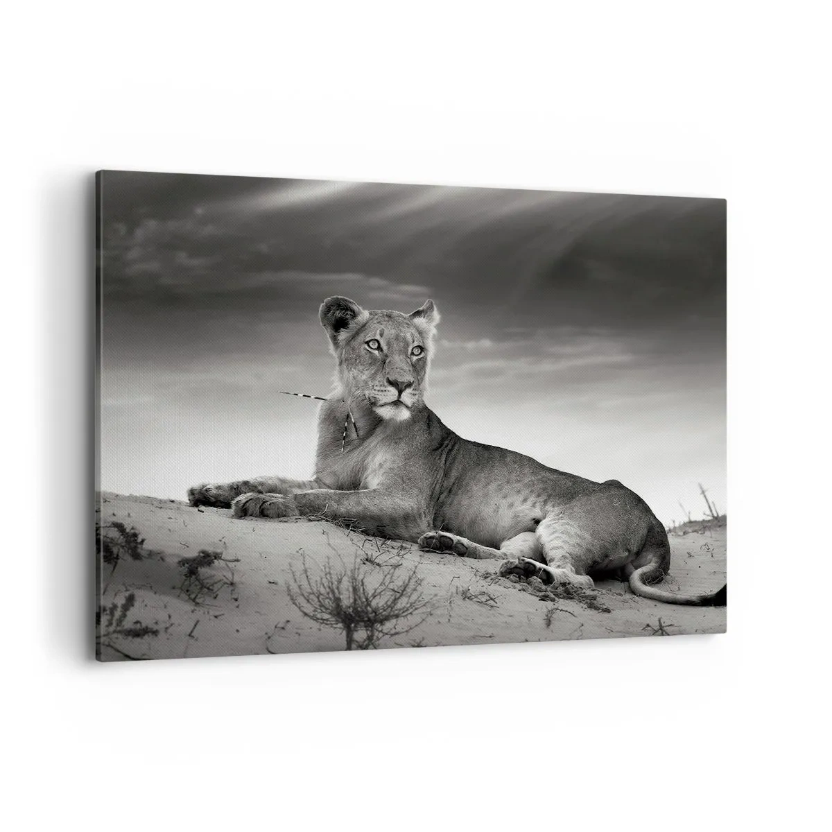 Impression sur toile - Image sur toile - Portrait noir et blanc d'une lionne dans la savane - 100x70cm - La reine du désert reste - Décoration murale moderne pour le salon et la chambre ARTTOR