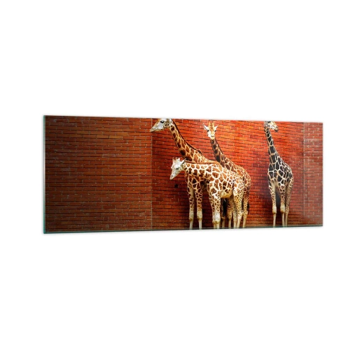 Impression sur verre - Image sur verre - Quatre girafes contre un mur de briques dans un décor artistique - 140x50cm - Voyez-vous des acacias ? - Décoration murale moderne pour le salon et la chambre ARTTOR