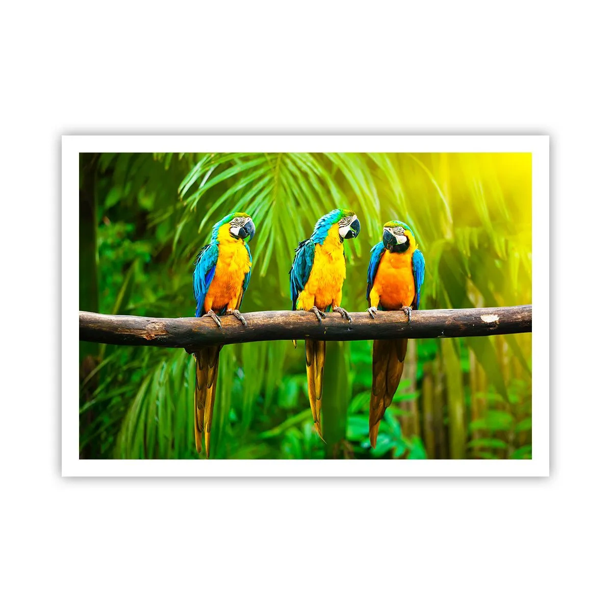 Affiche - Poster - Trois perroquets colorés sur fond de verdure tropicale - 100x70cm - Et avez-vous entendu qu'elle ...? - Décoration murale moderne pour le salon et la chambre ARTTOR