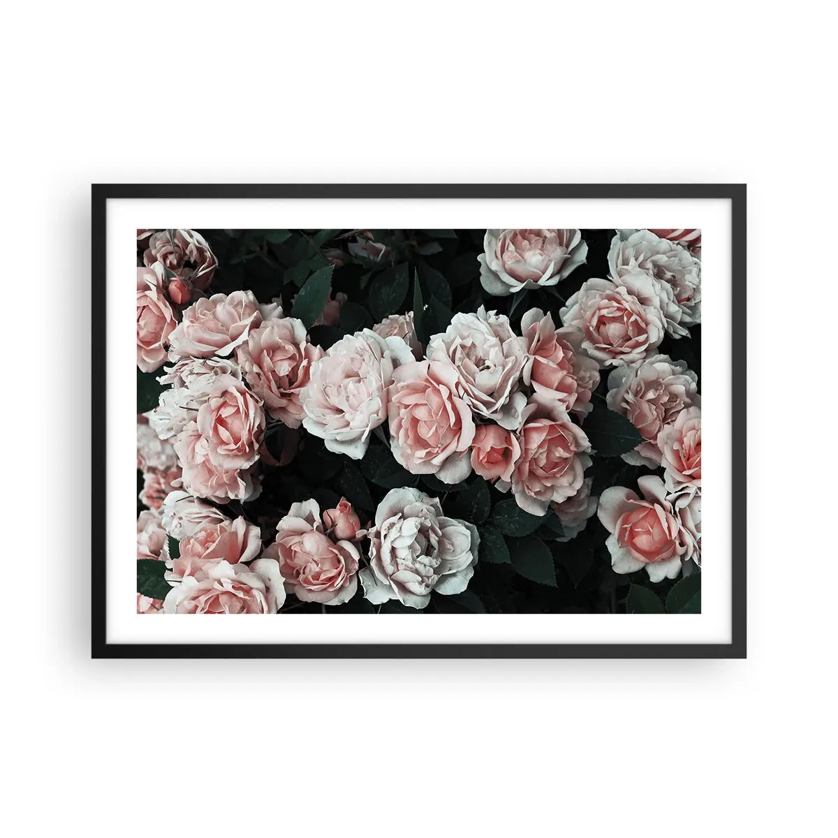 Affiche dans un cadre noir - Poster - Roses roses sur fond sombre dans une composition subtile - 70x50cm - Ensemble de rose - Décoration murale moderne pour le salon et la chambre ARTTOR