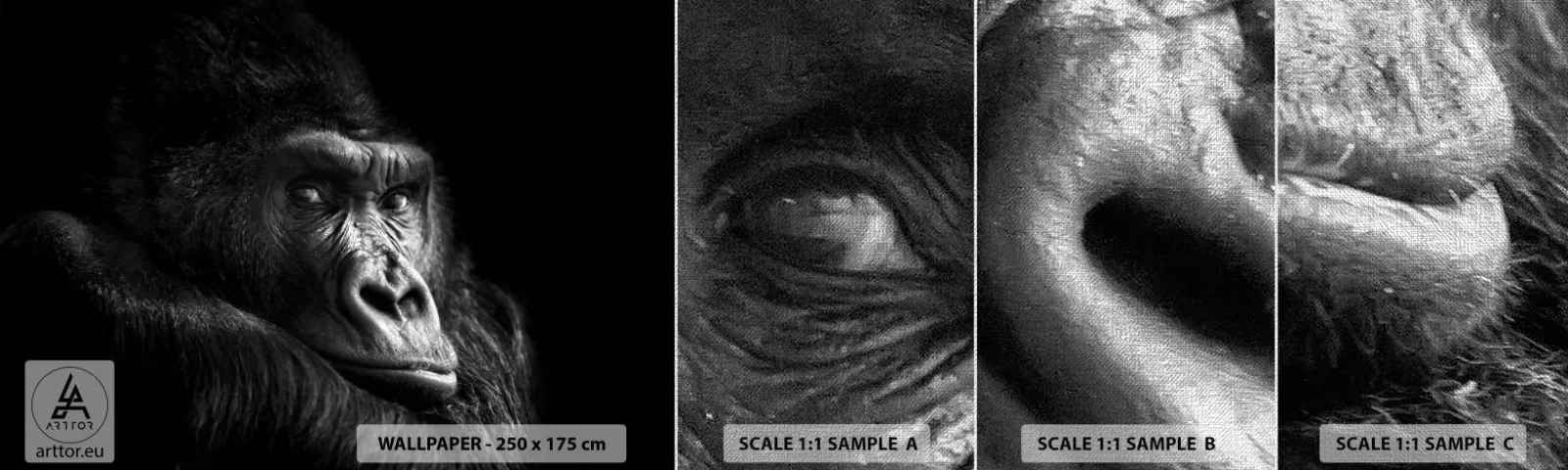 Échantillon de Papier Peint Premium Canvas - Et qu'est-ce que tu regardes? - Singe, Gorille, Animaux - 100x30 cm