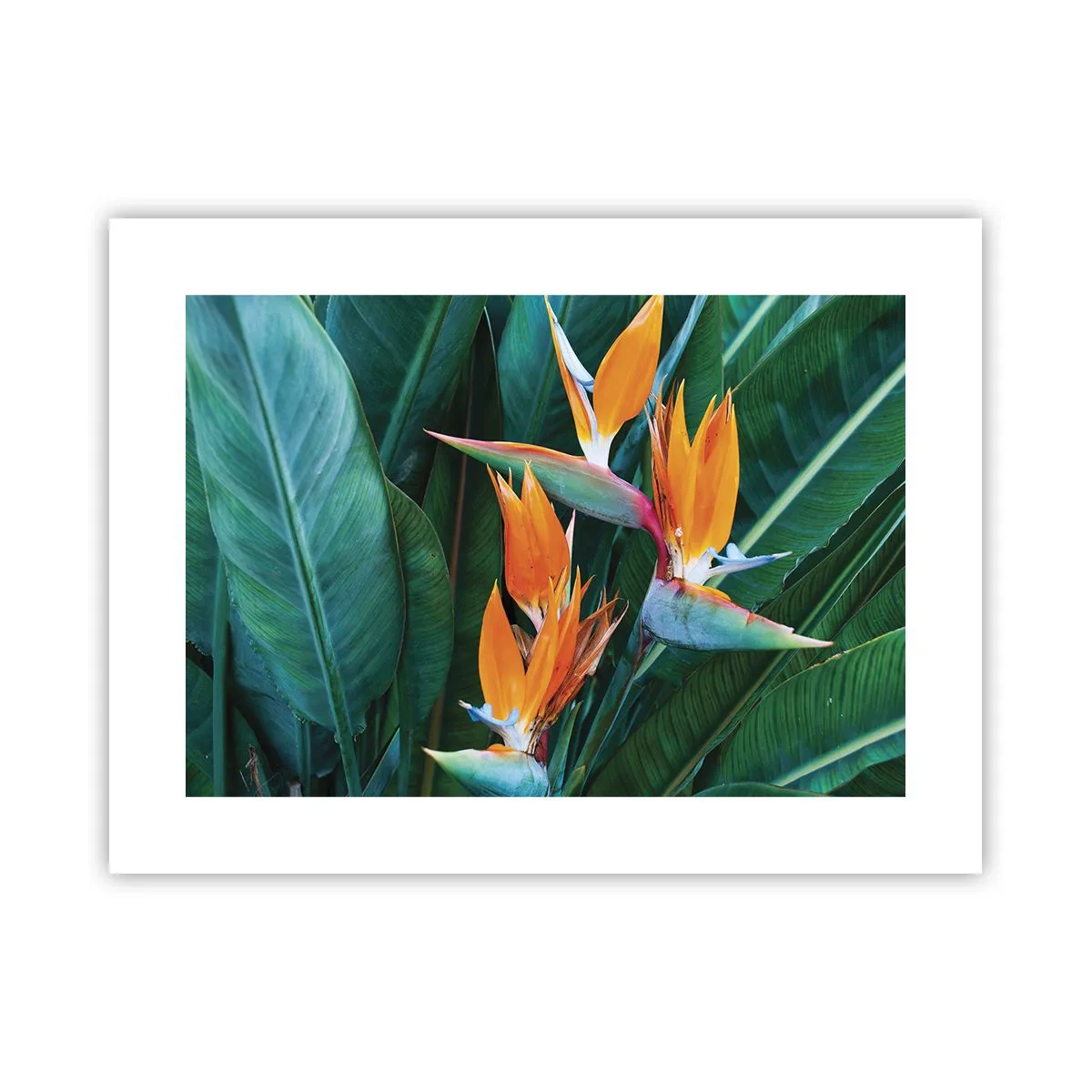 Affiche - Poster - Est-ce une fleur, est-ce un oiseaux? - 40x30 cm