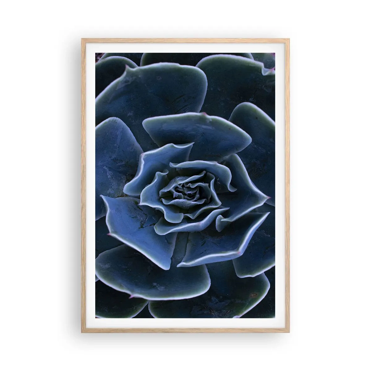 Affiche dans un chêne clair - Poster - Fleur du désert - 70x100 cm