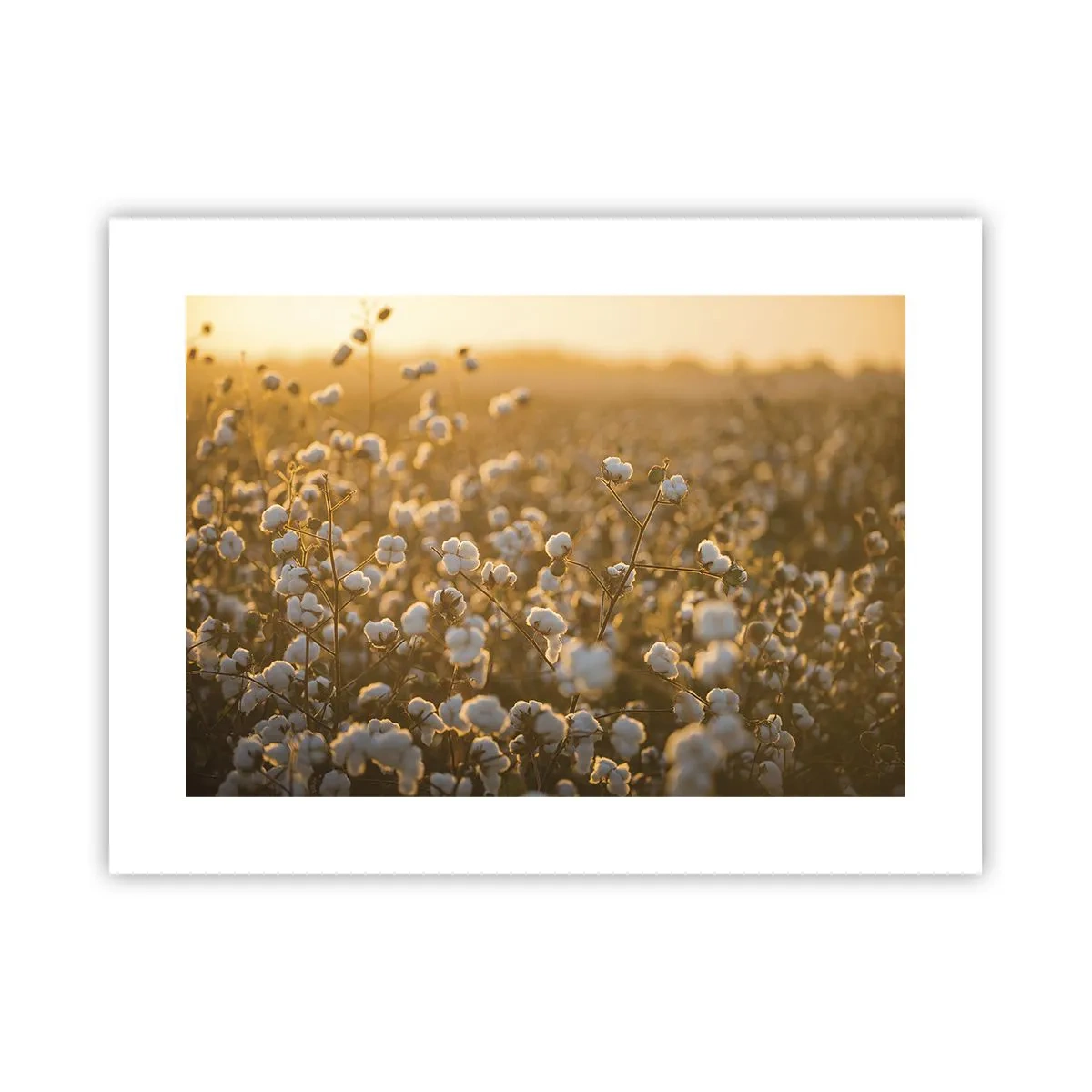 Affiche - Poster - Champ moelleux - 40x30 cm