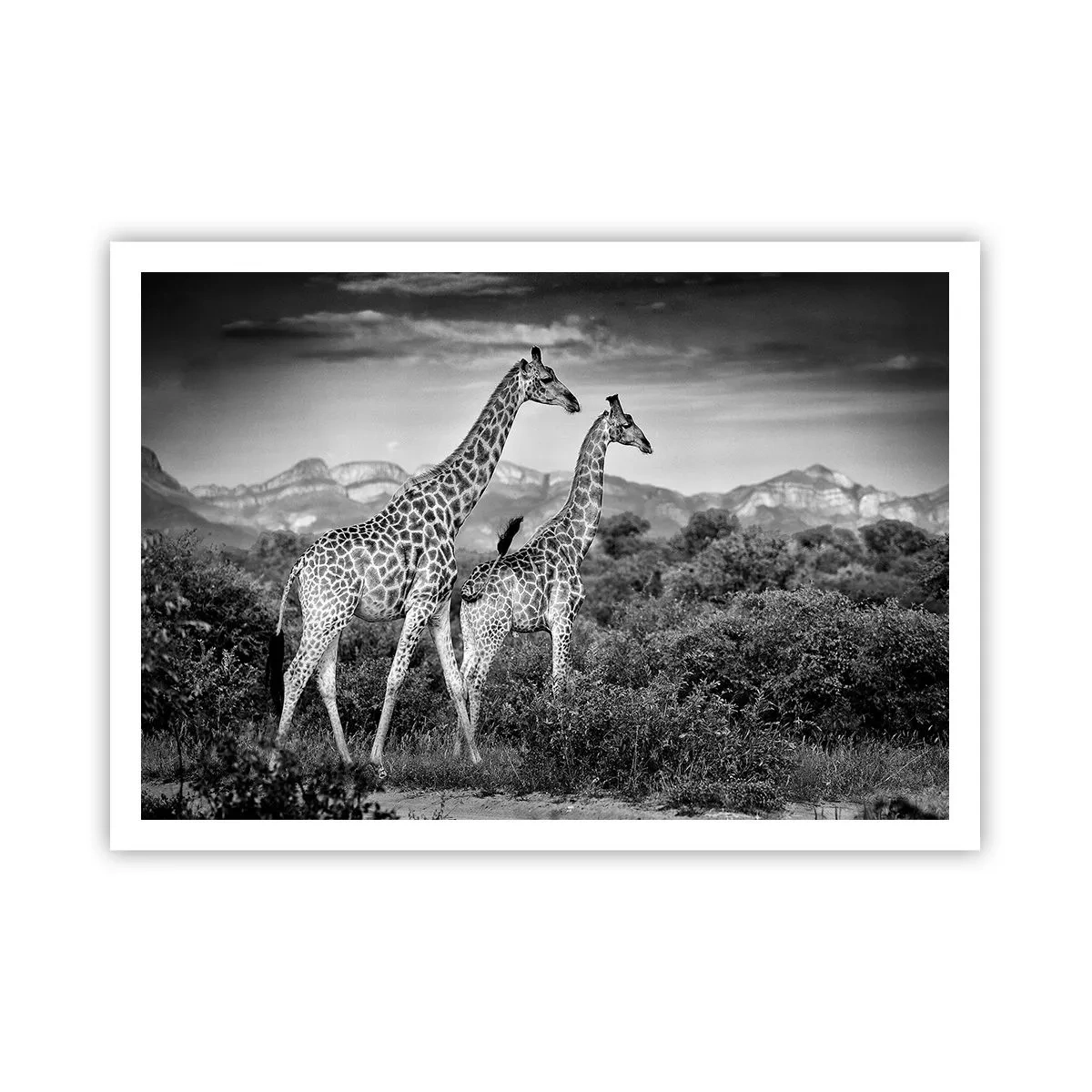 Affiche - Poster - Silhouettes noires et blanches de deux girafes dans la savane - 100x70cm - Hautes sphères en Afrique - Décoration murale moderne pour le salon et la chambre ARTTOR