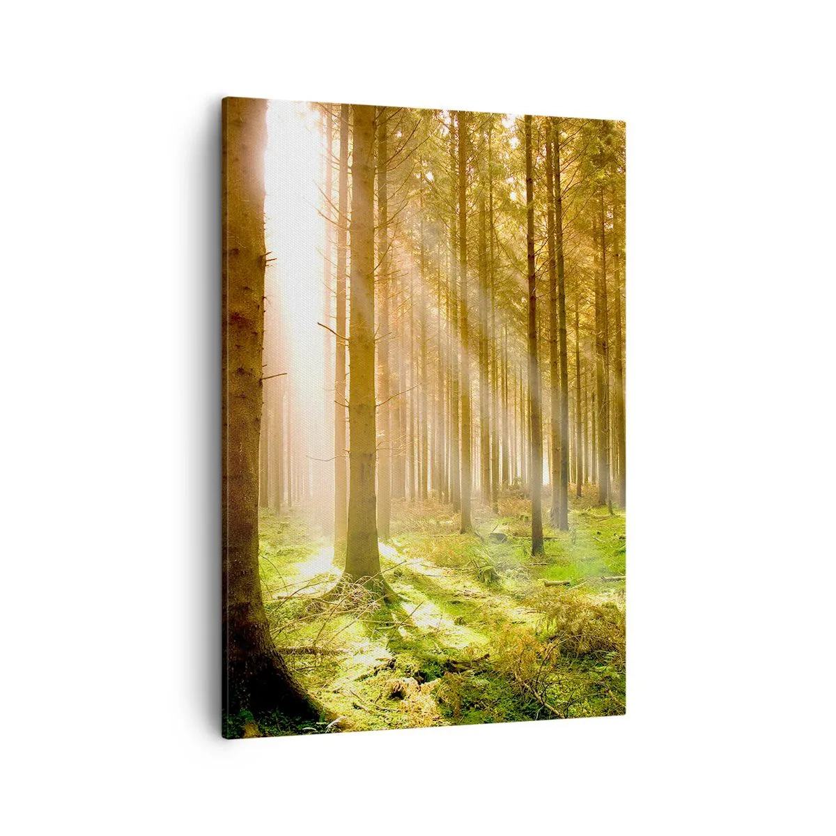 Impression sur toile - Image sur toile - Forêt de conifères avec les rayons du soleil qui brillent à travers les arbres - 50x70cm - Les elfes vont bientôt apparaître - Décoration murale moderne pour le salon et la chambre ARTTOR