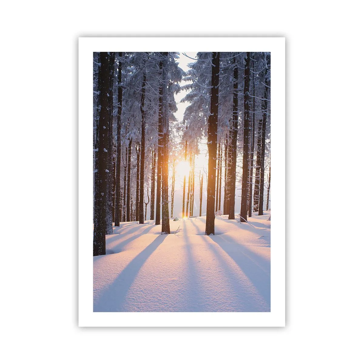 Affiche - Poster - Forêt d'hiver avec les rayons du soleil qui brillent à travers les arbres - 50x70cm - Clairement en noir et blanc - Décoration murale moderne pour le salon et la chambre ARTTOR