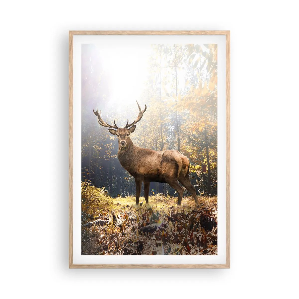 Affiche dans un chêne clair - Poster - Toute sa majesté - 61x91 cm