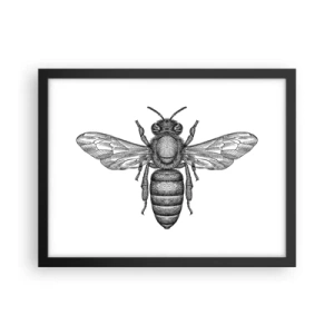 Affiche dans un cadre noir - Poster - Portrait d'insecte - 40x30 cm