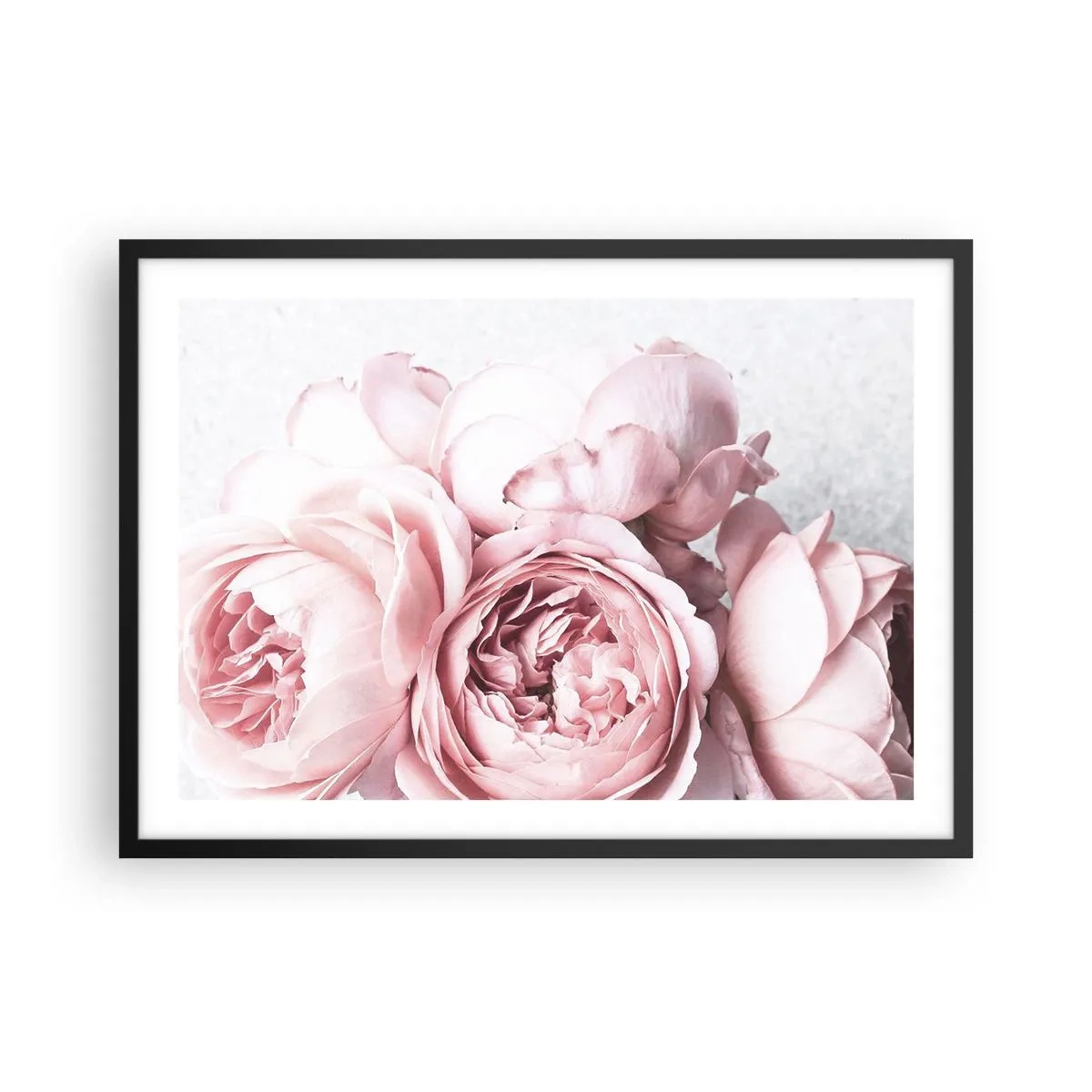 Affiche dans un cadre noir - Poster - Pivoines roses dans une lumière douce sur un fond clair - 70x50cm - Pour les romantiques - Décoration murale moderne pour le salon et la chambre ARTTOR