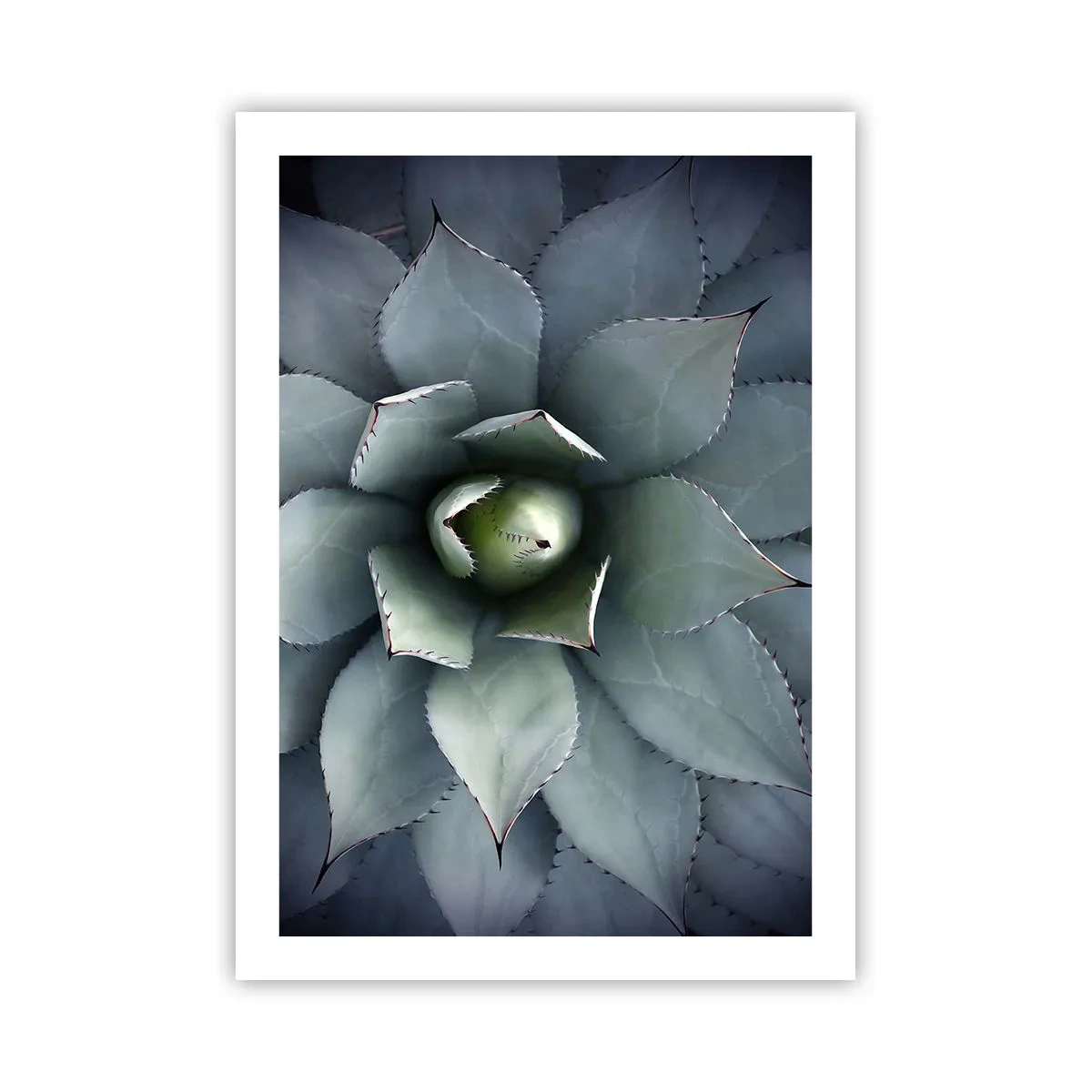 Affiche - Poster - Gros plan des feuilles symétriques d'une succulente dans des tons de vert. - 50x70cm - Wabi et observe - Décoration murale moderne pour le salon et la chambre ARTTOR