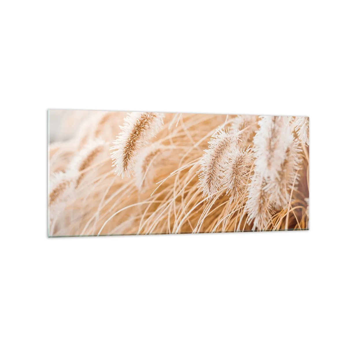 Impression sur verre - Image sur verre - Gros plan d'herbes dorées et délicates au soleil - 120x50cm - Le bruissement doré de l'herbe - Décoration murale moderne pour le salon et la chambre ARTTOR