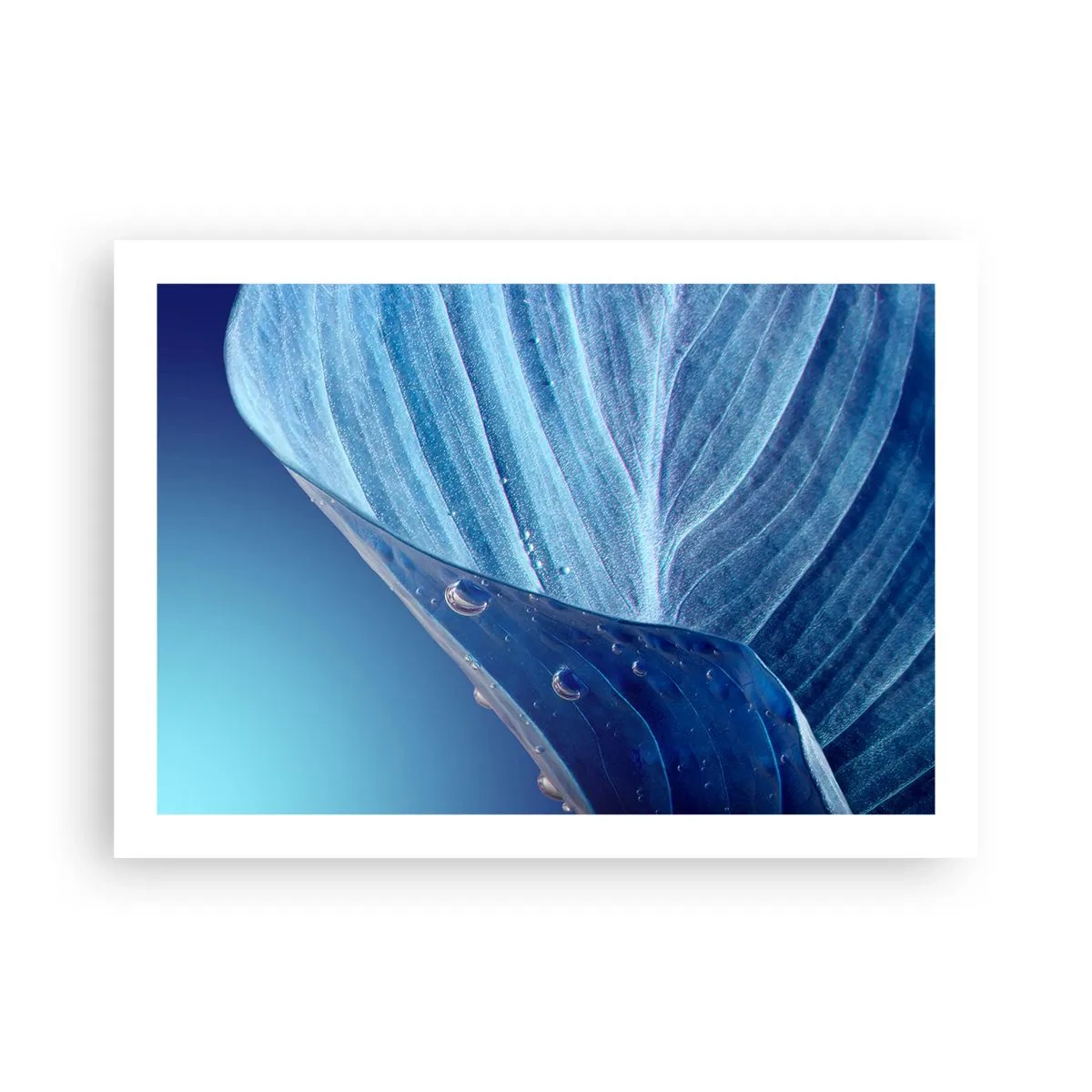 Affiche - Poster - Gouttes cachées du bleu - 70x50 cm