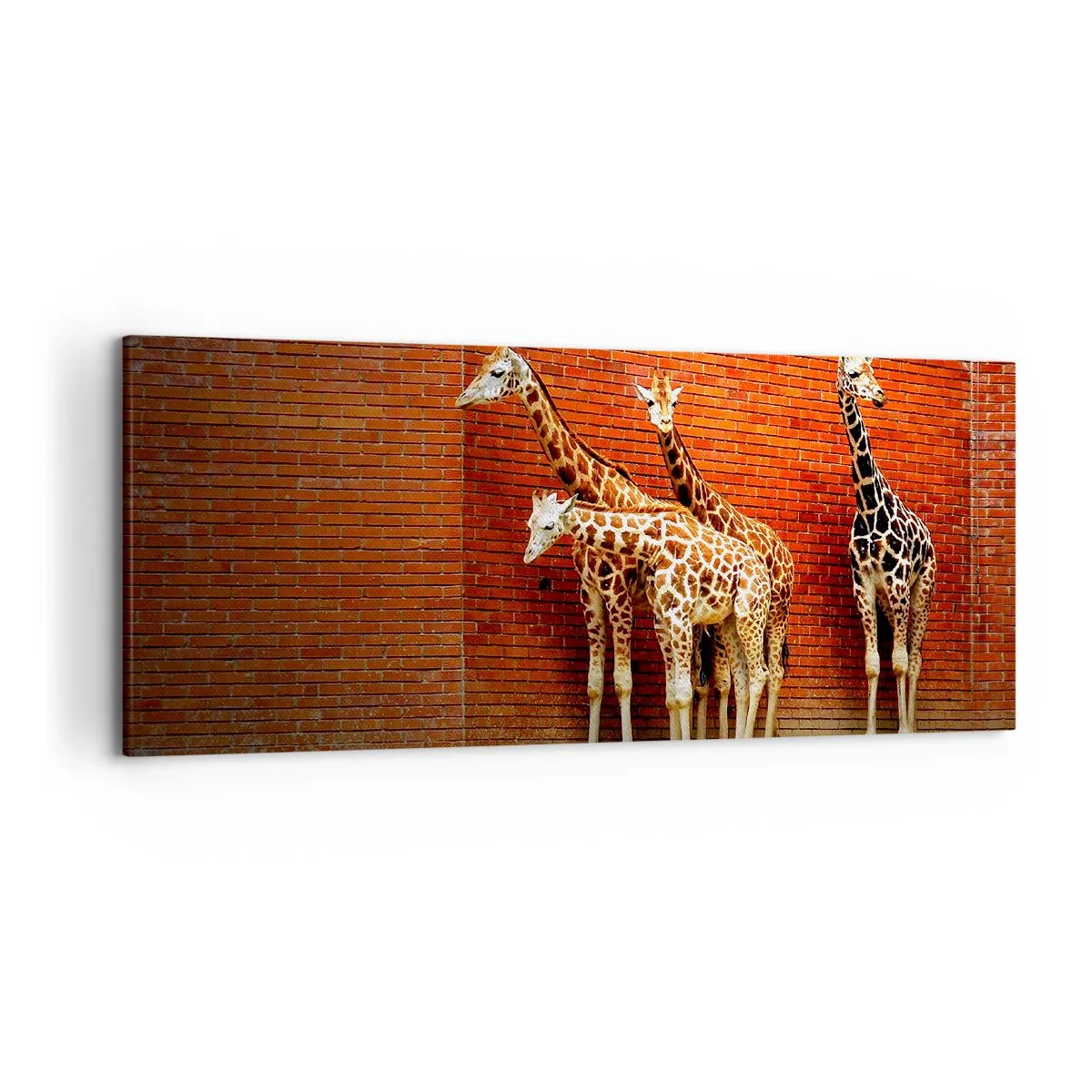 Impression sur toile - Image sur toile - Quatre girafes contre un mur de briques dans un décor artistique - 120x50cm - Voyez-vous des acacias ? - Décoration murale moderne pour le salon et la chambre ARTTOR