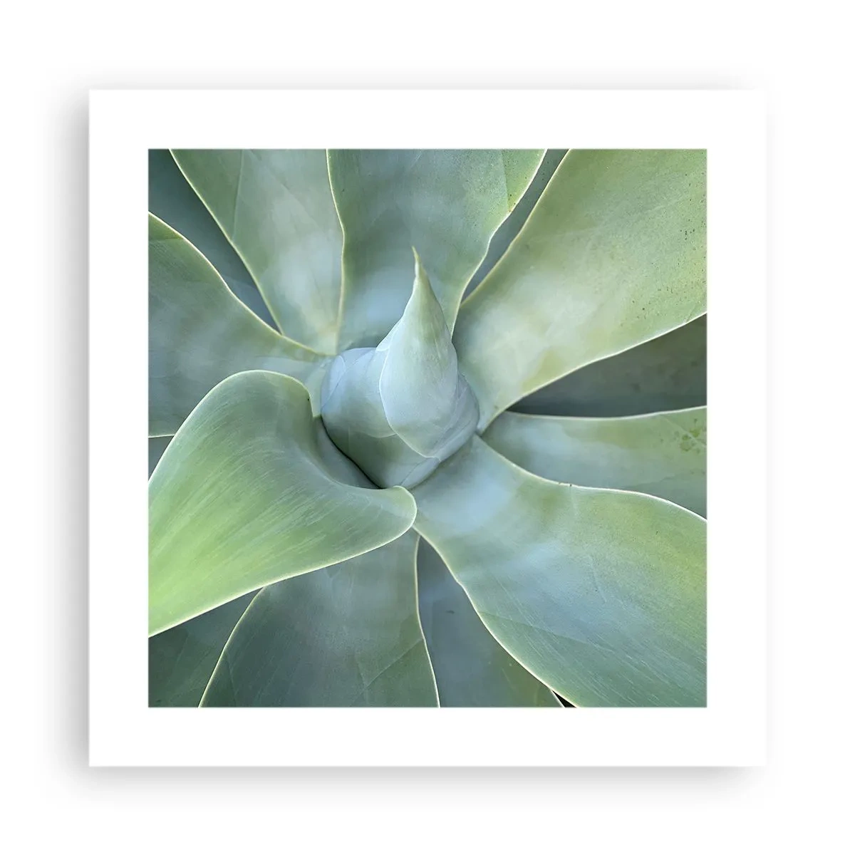 Affiche - Poster - La naissance de la verdure - 40x40 cm