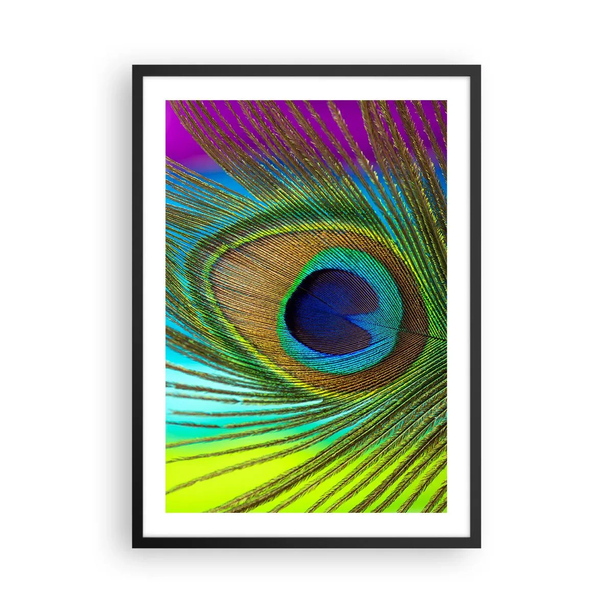 Affiche dans un cadre noir - Poster - Détail d'une plume de paon aux couleurs intenses - 50x70cm - Les yeux dans les yeux - Décoration murale moderne pour le salon et la chambre ARTTOR