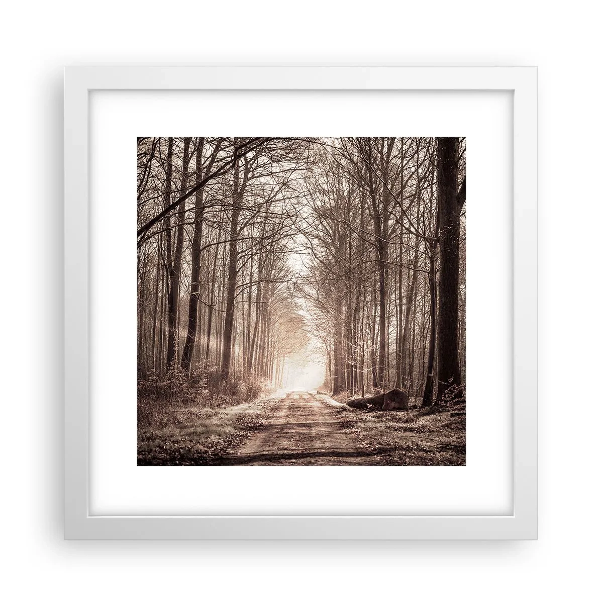 Affiche dans un cadre blanc - Poster - Cathédrale de la forêt - 30x30 cm