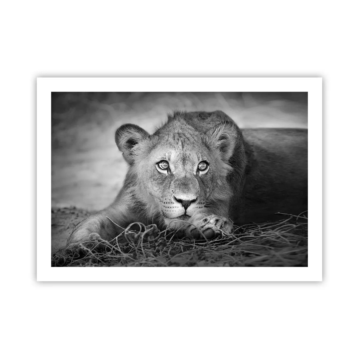 Affiche - Poster - Chiot royal - 70x50 cm