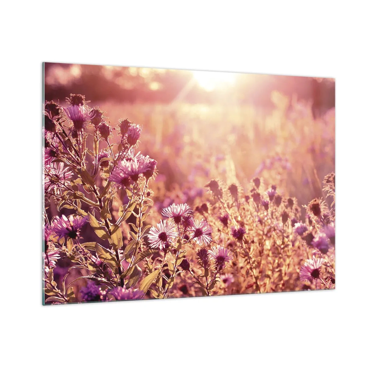 Impression sur verre - Image sur verre - Fleurs violettes dans la prairie à la lumière du soleil couchant - 100x70cm - Avant que l'été ne parte - Décoration murale moderne pour le salon et la chambre ARTTOR