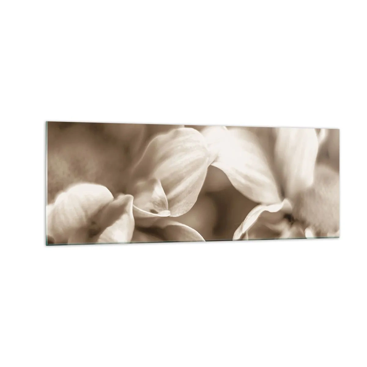 Impression sur verre - Image sur verre - Gros plan de fleurs dans un ton sépia délicat avec des contours doux - 140x50cm - Doux comme un sourire - Décoration murale moderne pour le salon et la chambre ARTTOR