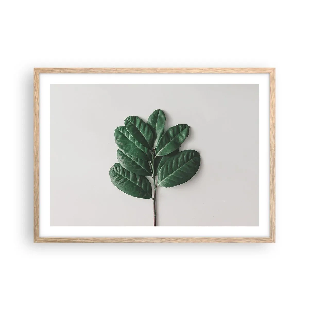 Affiche dans un chêne clair - Poster - Dessin de la nature elle-même - 70x50 cm