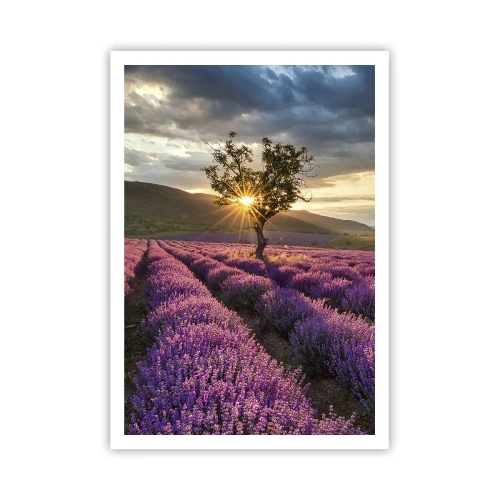 Affiche - Poster - Arôme de couleur lilas - 70x100 cm