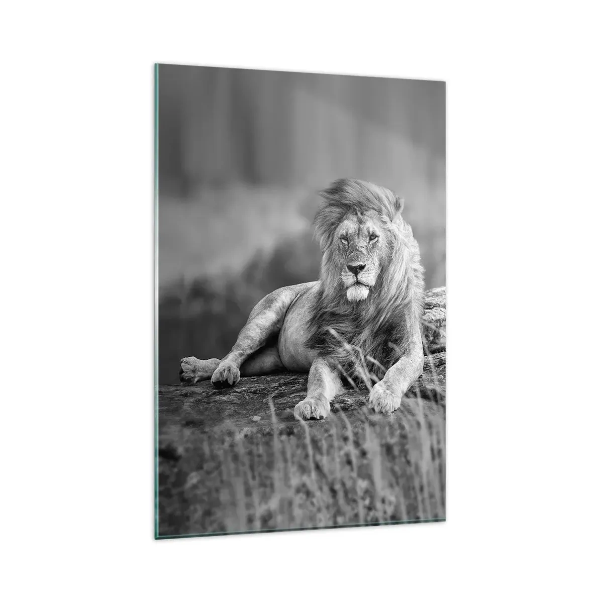 Impression sur verre - Image sur verre - Lion reposant sur un rocher dans un style monochrome - 80x120cm - Sieste royale - Décoration murale moderne pour le salon et la chambre ARTTOR