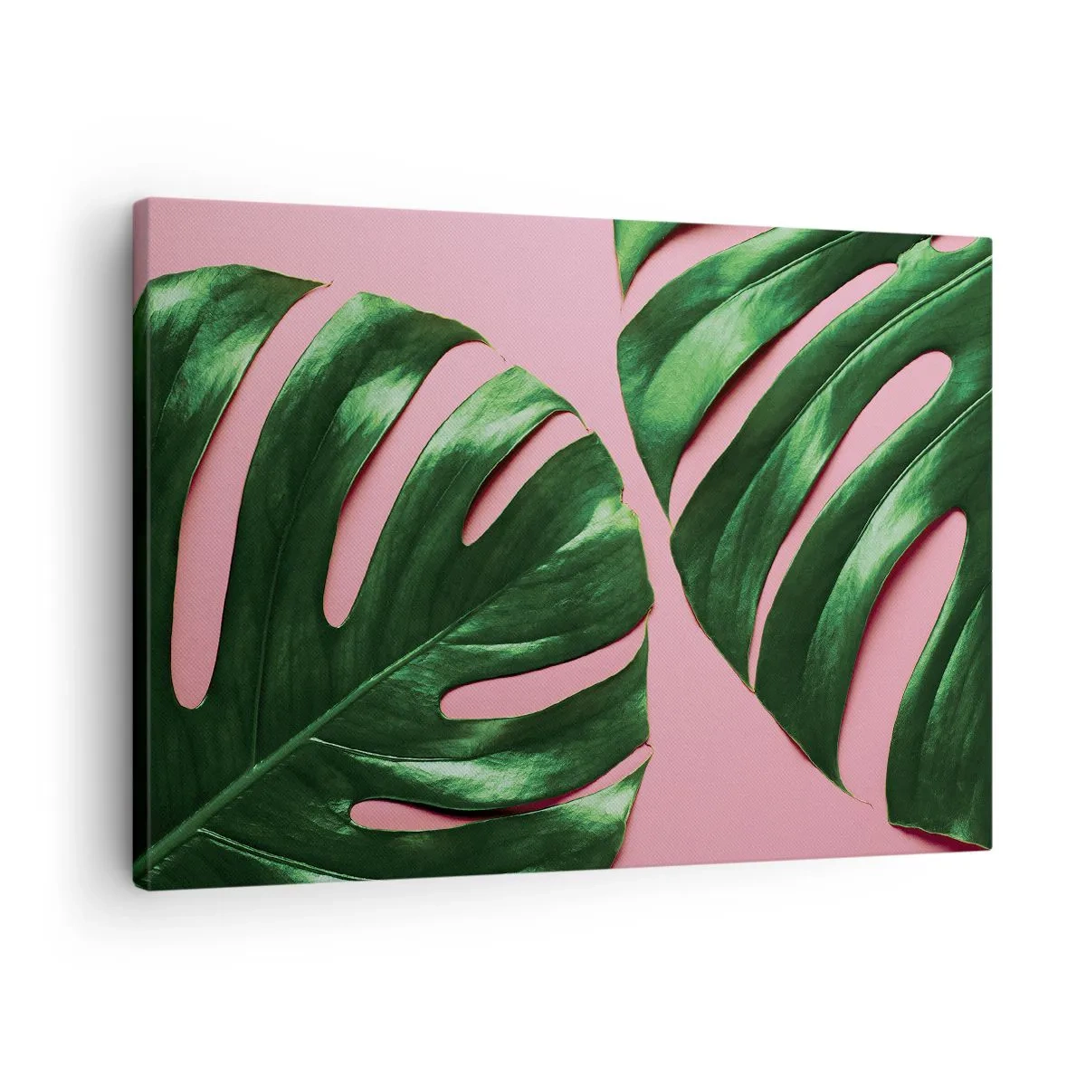 Impression sur toile - Image sur toile - Feuilles de monstera vertes sur fond rose - 70x50cm - Rendez-vous vert - Décoration murale moderne pour le salon et la chambre ARTTOR