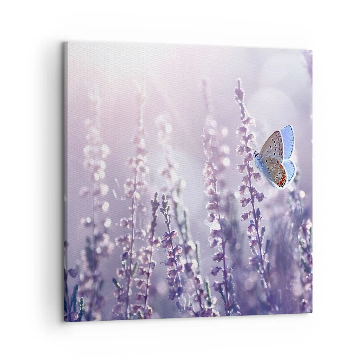 Impression sur toile - Image sur toile - Baiser de papillon - 50x50 cm