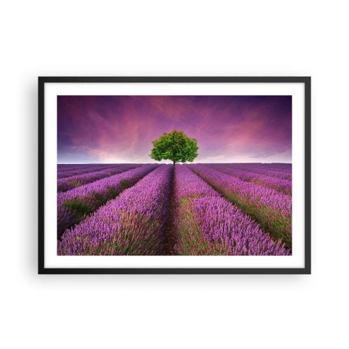 Affiche dans un cadre noir - Poster - Un champ de lavande avec un arbre solitaire et un ciel violet - 70x50cm - Dans un champs de lavande - Décoration murale moderne pour le salon et la chambre ARTTOR