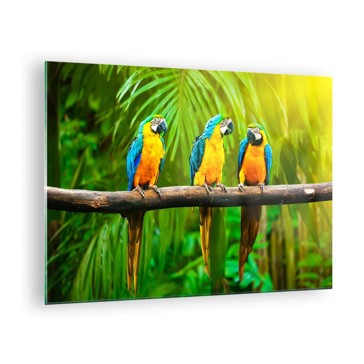 Impression sur verre - Image sur verre - Trois perroquets aras sur une branche dans une forêt tropicale - 70x50cm - Et avez-vous entendu qu'elle ...? - Décoration murale moderne pour le salon et la chambre ARTTOR
