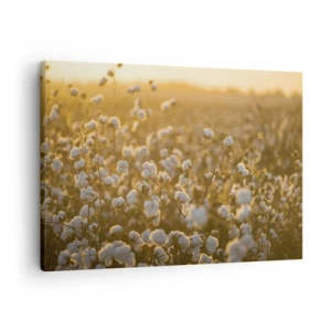 Impression sur toile - Image sur toile - Un champ de coton dans la chaude lumière du soleil couchant - 70x50cm - Champ moelleux - Décoration murale moderne pour le salon et la chambre ARTTOR