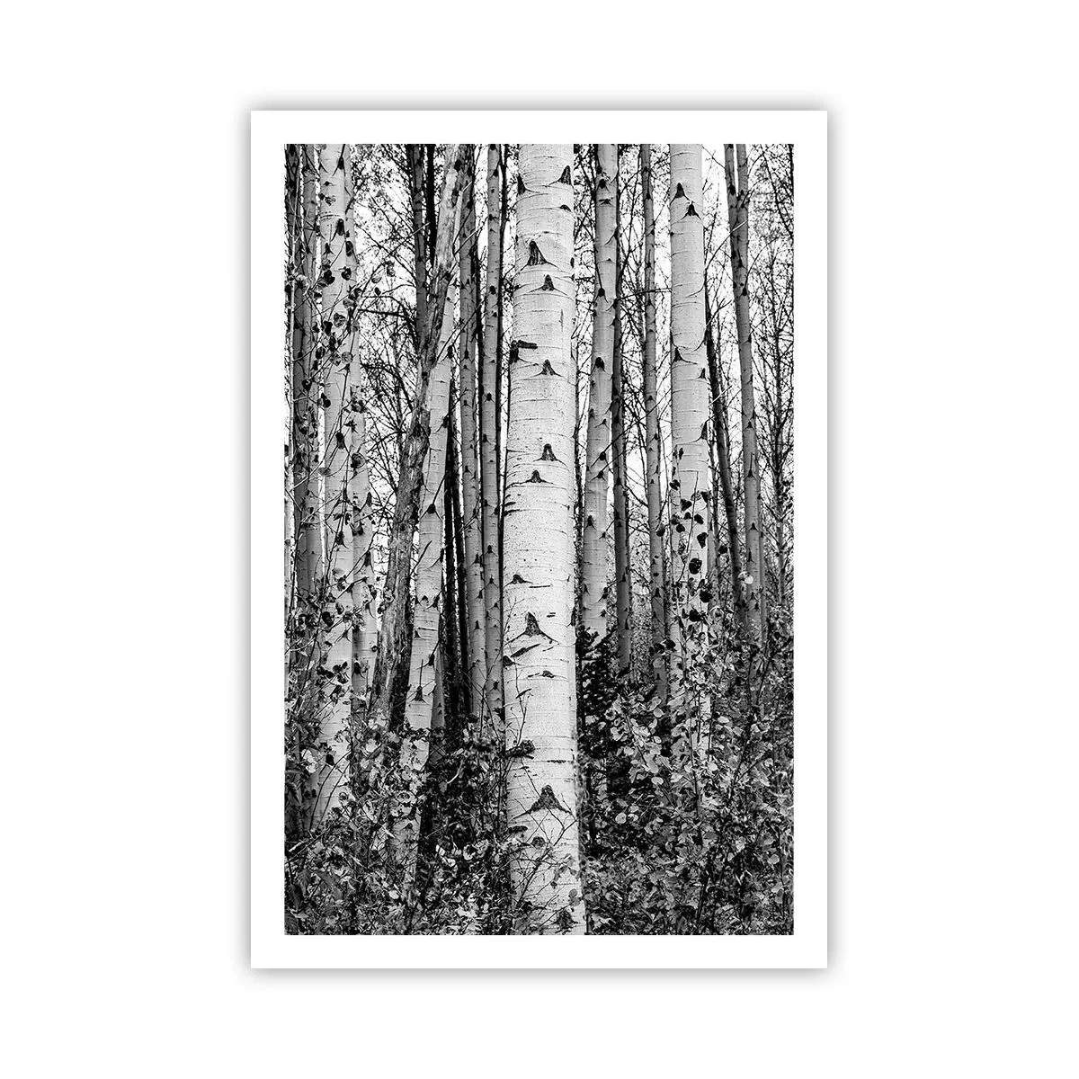 Affiche - Poster - Enchevêtrement de bouleau - 61x91 cm