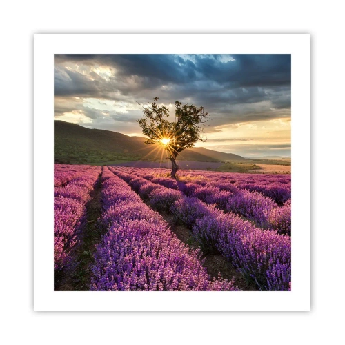 Affiche - Poster - Arôme de couleur lilas - 50x50 cm
