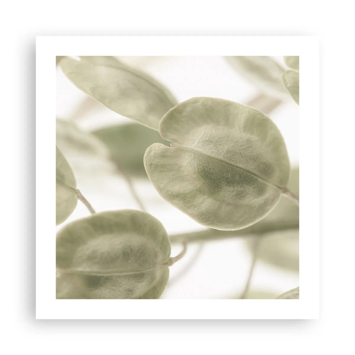 Affiche - Poster - Au commencement il y avait des feuilles... - 50x50 cm