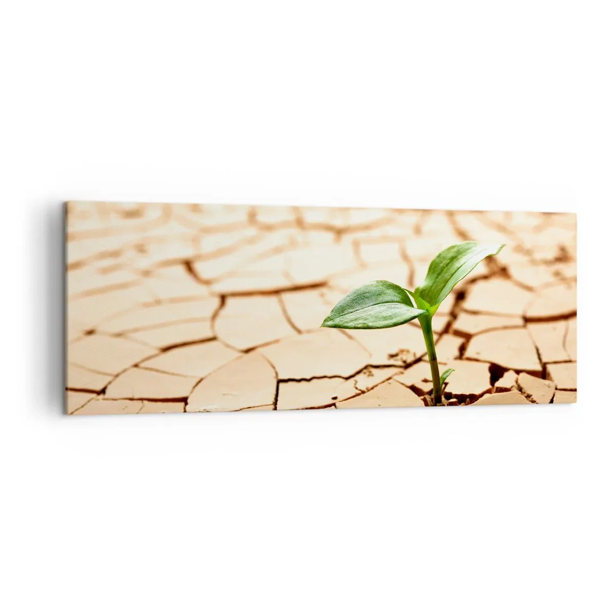 Impression sur toile - Image sur toile - Une plante verte poussant sur une terre sèche et craquelée - 140x50cm - La force indomptable de la vie - Décoration murale moderne pour le salon et la chambre ARTTOR