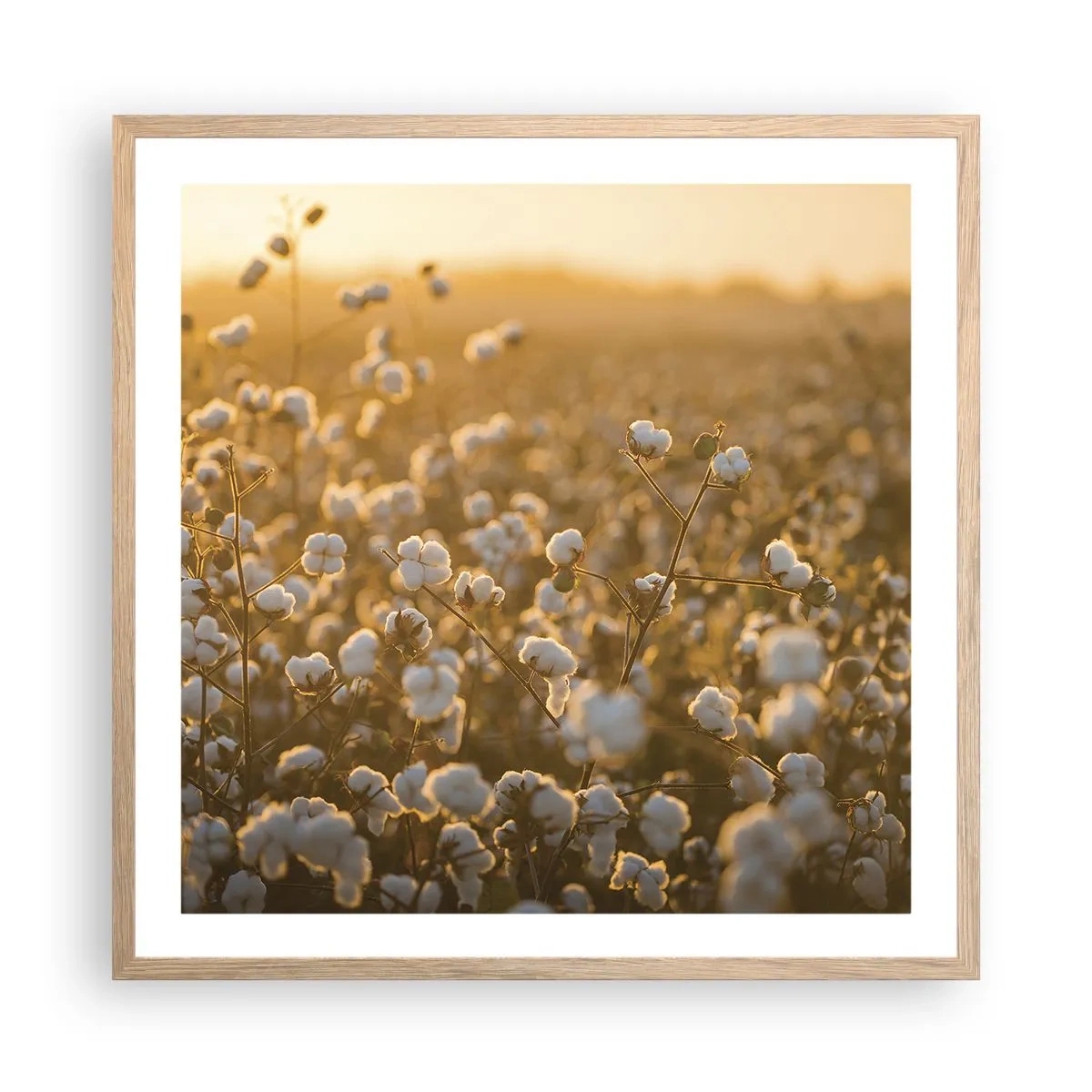 Affiche dans un chêne clair - Poster - Champ moelleux - 60x60 cm