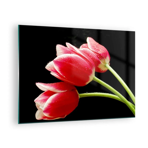 Impression sur verre - Image sur verre - Tulipes rouges avec des gouttes de rosée sur fond noir - 70x50cm - Une promesse d'amour pur - Décoration murale moderne pour le salon et la chambre ARTTOR