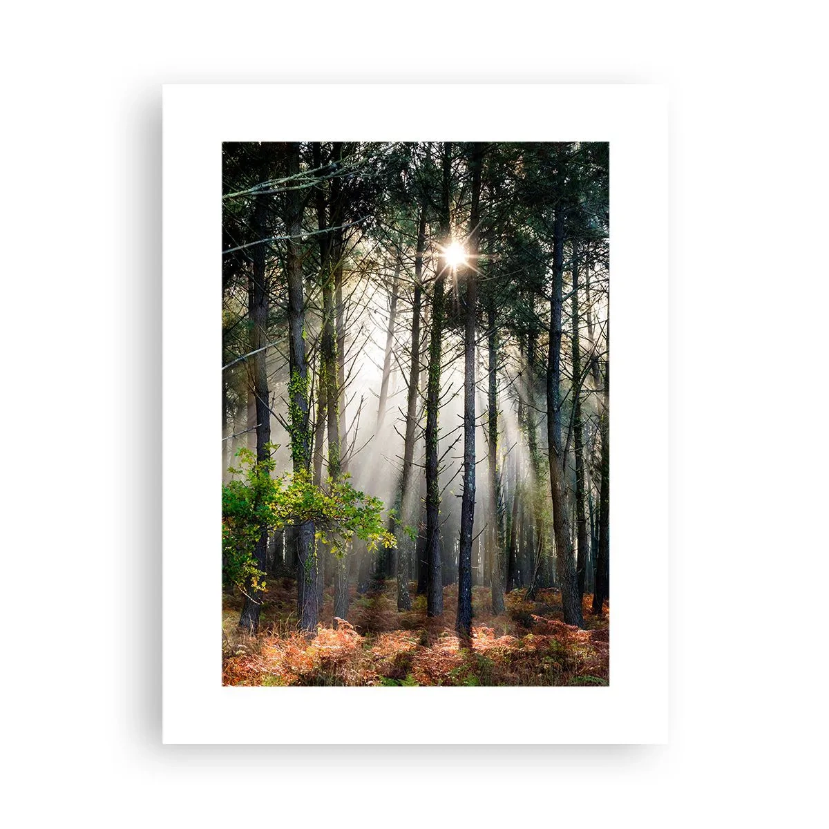 Affiche - Poster - Une zone forestière - 30x40 cm