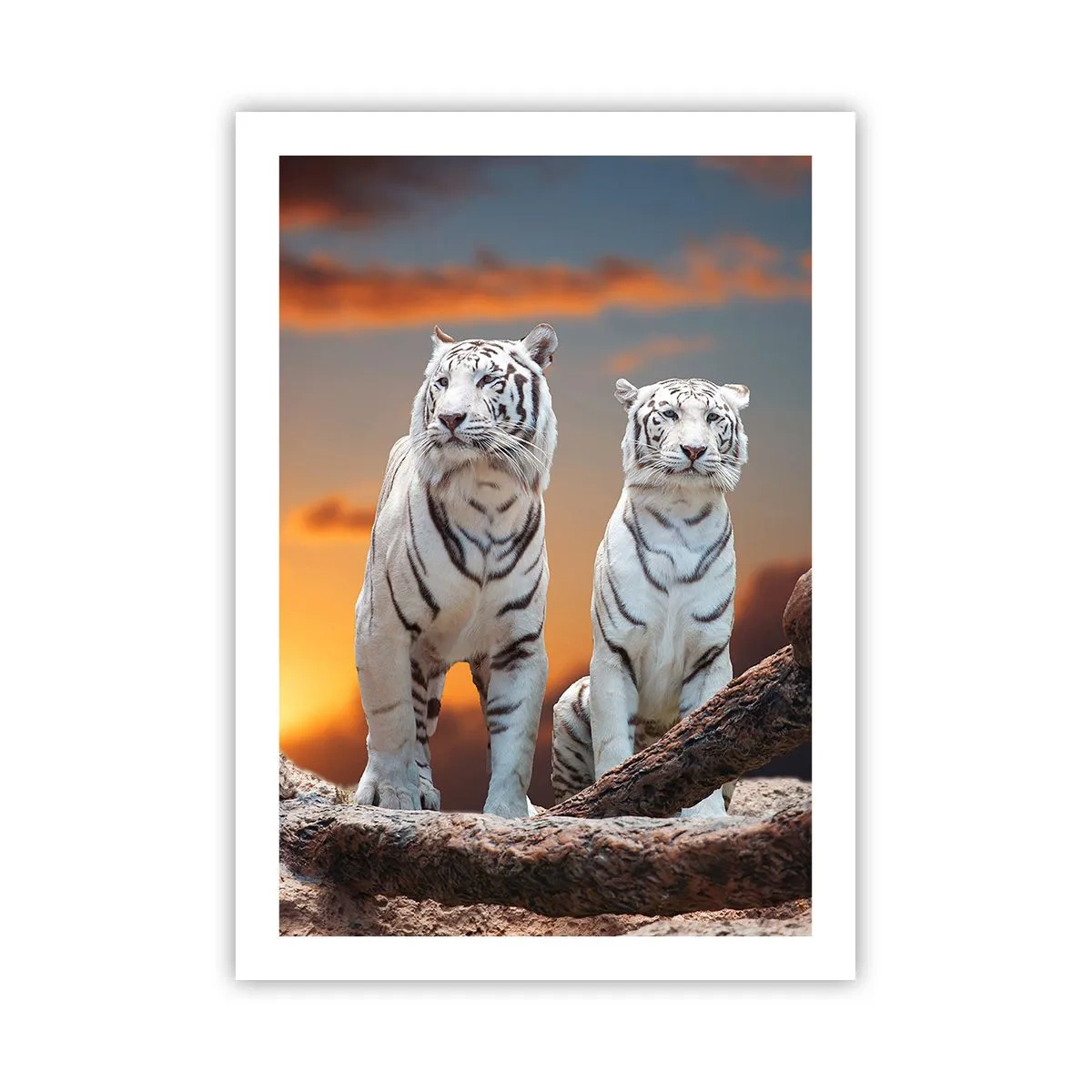 Affiche - Poster - Tigres blancs contre le soleil couchant - 50x70cm - Tout comme à Narnia - Décoration murale moderne pour le salon et la chambre ARTTOR