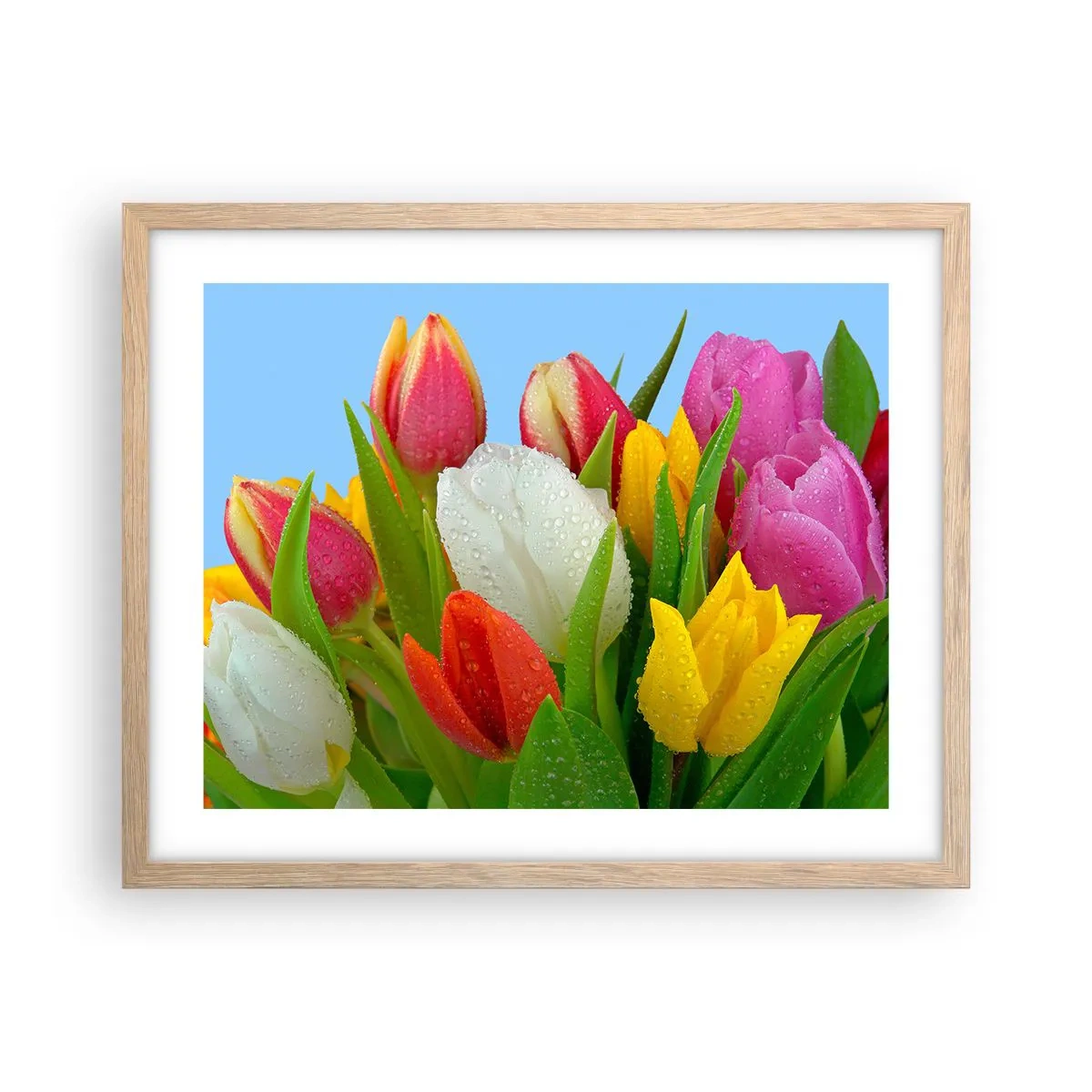 Affiche dans un chêne clair - Poster - Un arc-en-ciel fleuri en gouttes de rosée - 50x40 cm